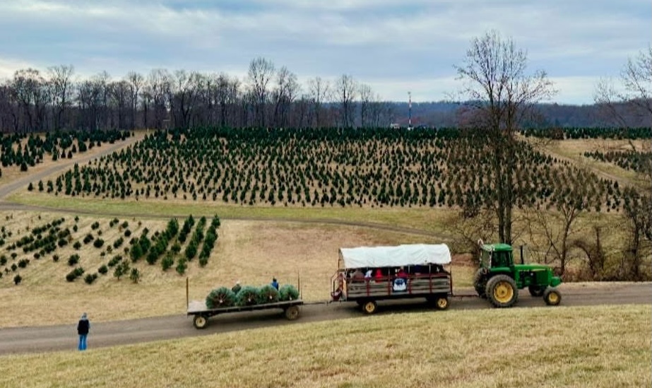 Christmas Tree Shaking